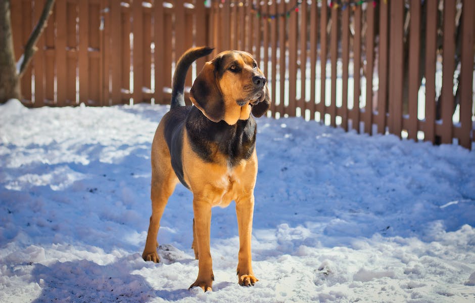 Bloodhound 1 Bloodhound