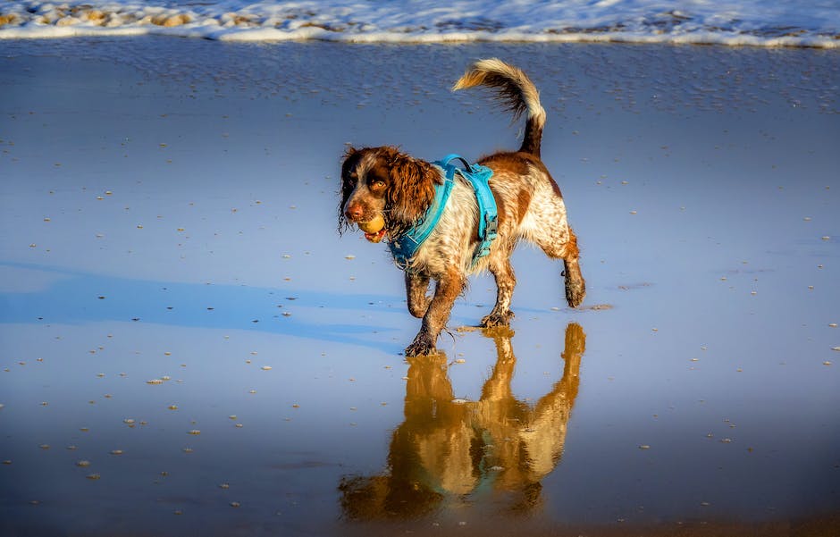 American Cocker Spaniel 1 American Cocker Spaniel