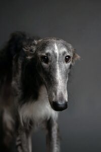 Główna 33 Borzoi