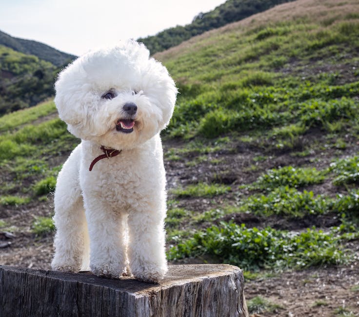 Bichon Frise 1 Bichon Frise