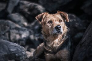 Główna 34 Border Terrier